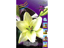 Lilium Courier 105,9�. �� 10��.jpg