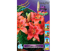 Lilium Crimson Pixie 174�. �� 10��.jpg