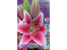 Lilium Curie 153,1�. �� 10��.jpg