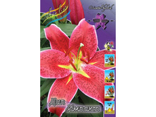 Lilium Deep Impact 179,3�. �� 10��.jpg