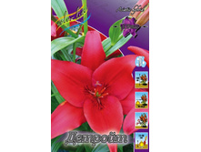 Lilium Detroit 137,3�. �� 10��.jpg