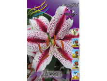 Lilium Dizzy 179,3�. �� 10��.jpg