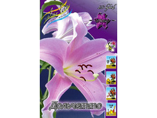 Lilium Dolcetto 153,1�. �� 10��.jpg