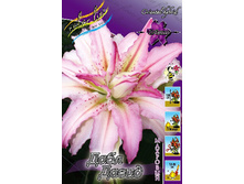 Lilium Double David 326,1�. �� 5��.jpg