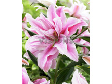 Lilium Double Ismael  326.1�. �� 5��.jpg