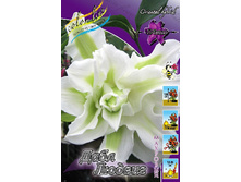 Lilium Double Ludwijk 326,1�. �� 5��.jpg