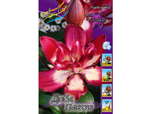 Lilium Double Pleasure 299,9�. �� 10��.jpg
