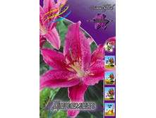 Lilium Dynamite 153,1�. �� 10��.jpg