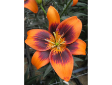 Lilium Easy Salsa NEW 120,6�. �� 5��.jpg