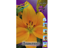 Lilium Eleganza 147,8�. �� 10��.jpg