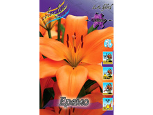 Lilium Eremo 147,8�. �� 10��.jpg