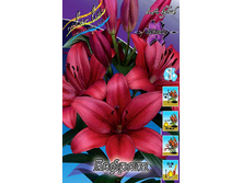 Lilium Euphrates 147,8�. �� 10��.jpg