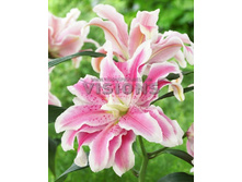 Lilium Fabiola NEW 189,8�. �� 5��.jpg
