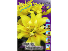 Lilium Fata Morgana 210,7�. �� 10��.jpg