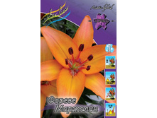 Lilium Forever Marjolein 188,7�. �� 10��.jpg
