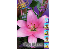 Lilium Four Queens 111,1�. �� 10��.jpg