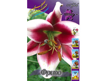 Lilium Friso 273,6�. �� 10��.jpg