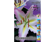 Lilium Frontpage 205,5�. �� 10��.jpg