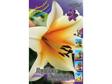Lilium Garden Affair 147,8�. �� 5��.jpg