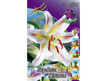 Lilium Garden Party 120,6�. �� 5��.jpg
