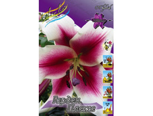 Lilium Garden Pleasure 242,2�. �� 10��.jpg