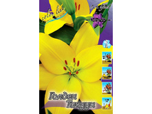 Lilium Golden Tycoon 105,9�. �� 10��.jpg