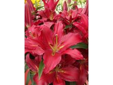 Lilium Gran Tourismo NEW 116,4�. �� 5��.jpg