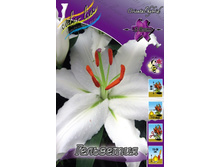 Lilium Helvetia 126,8�. �� 10��.jpg