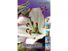 Lilium Hotline 128,9�. �� 5��.jpg