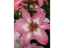 Lilium Ice Berry NEW 147,8�. �� 10��.jpg