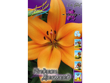 Lilium Indian Diamond 116,4�. �� 10��.jpg
