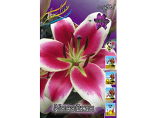 Lilium Invasion 184,5�. �� 10��.jpg