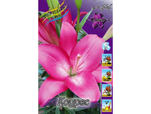 Lilium Koures 116,4�. �� 10��.jpg