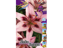 Lilium Lady Eliane 200,2�. �� 10��.jpg