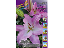 Lilium Lake Michigan 137,3�. �� 10��.jpg