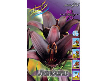 Lilium Landini 121,6�. �� 5��.jpg
