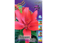 Lilium Latin Red 126,8�. �� 10��.jpg
