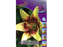 Lilium Latvia 188,7�. �� 10��.jpg