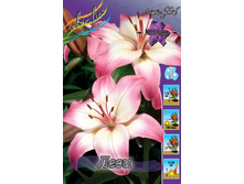 Lilium Levi 153,1�. �� 10��.jpg