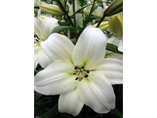 Lilium Litouwen 105,9�. �� 10��.jpg