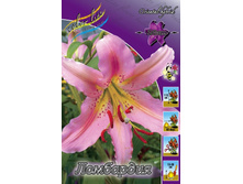 Lilium Lombardia 132,1�. �� 10��.jpg