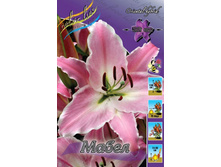Lilium Mabel 163,5�. �� 10��.jpg