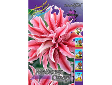 Lilium Magic Star 326,1�. �� 5��.jpg