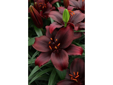 Lilium Mapira 132,10�. �� 10��.jpg