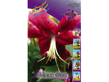 Lilium Miss Feya 273,6�. �� 10��.jpg