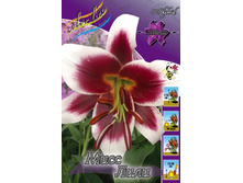 Lilium Miss Lily 273,6�. �� 10��.jpg