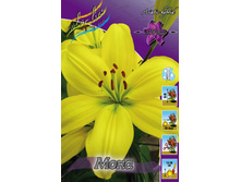 Lilium Mona 126,8�. �� 10��.jpg
