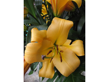 Lilium Morini NEW 221,2�. �� 10��.jpg