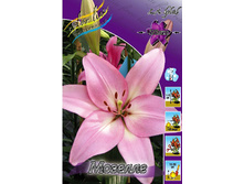 Lilium Moselle 137,3�. �� 10��.jpg