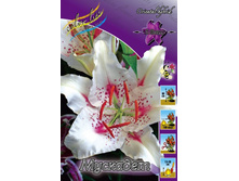 Lilium Muscadet 168,8�. �� 10��.jpg